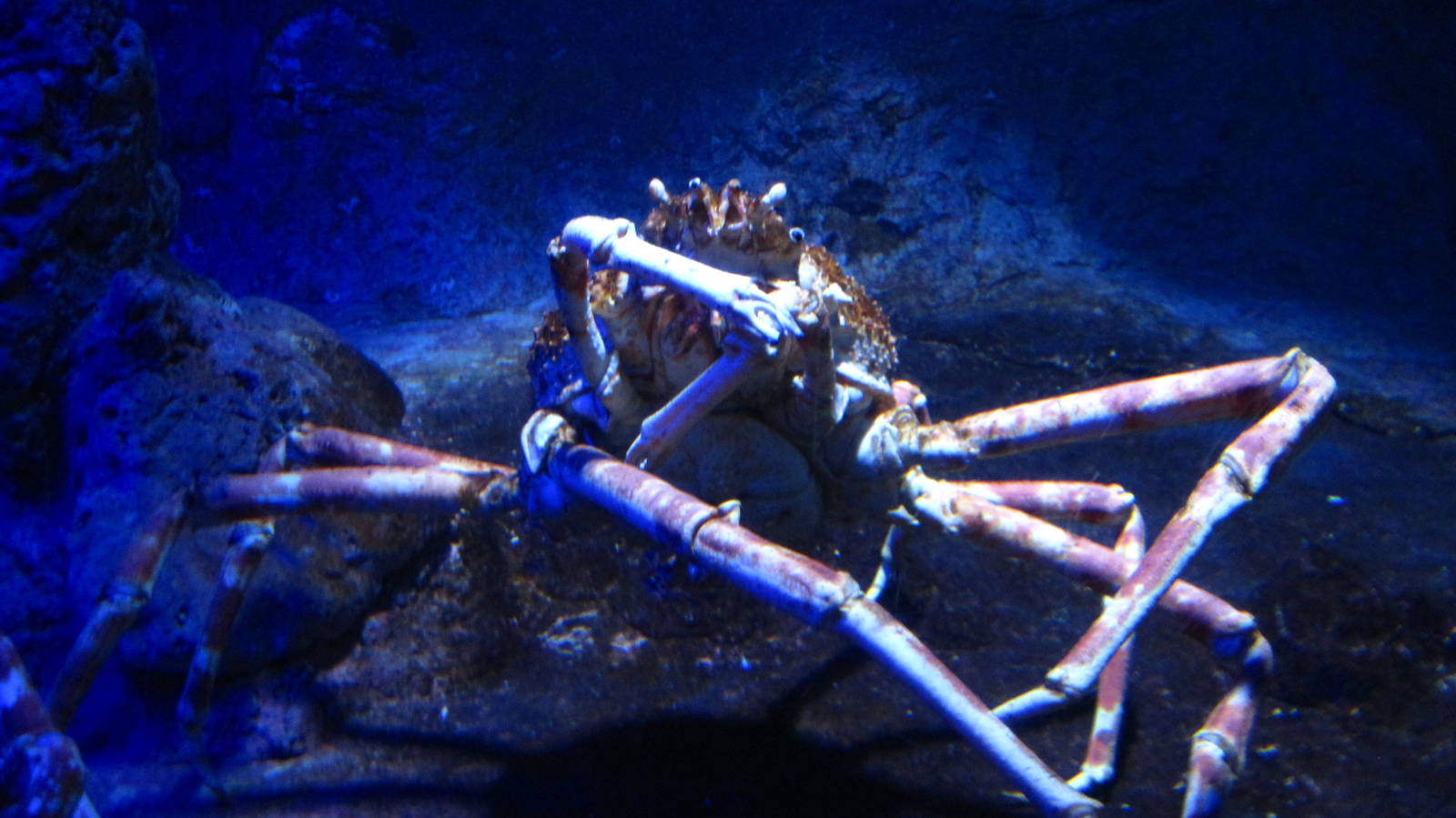 Crabs - Japanese Giant Spider Crab