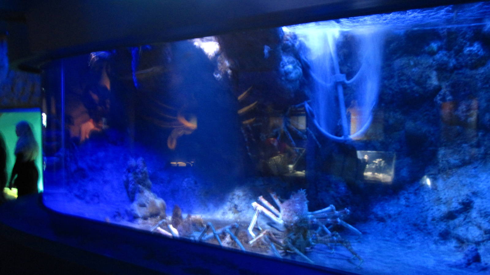 Crabs - Japanese Giant Spider Crabs