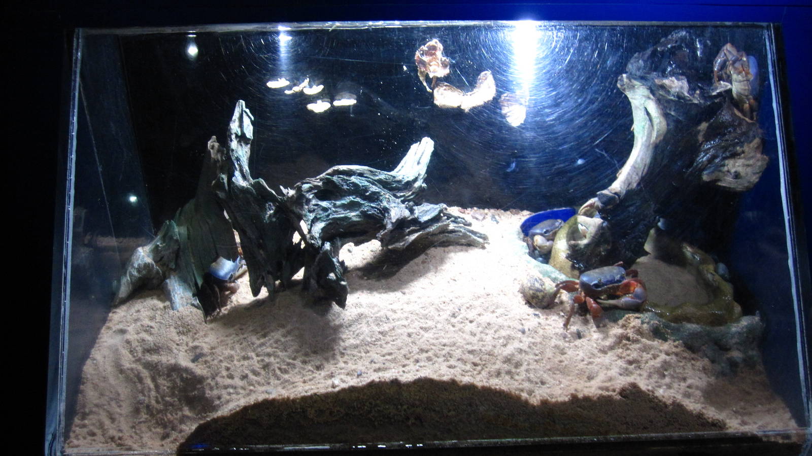 Crabs - Rainbow Crabs