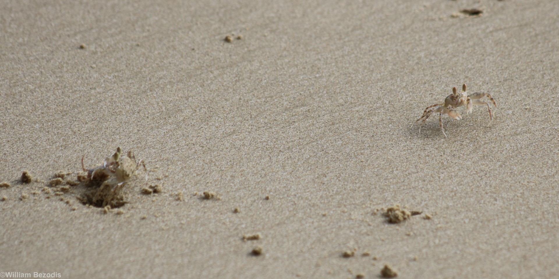 Crabs - Tanjung Aru Beach