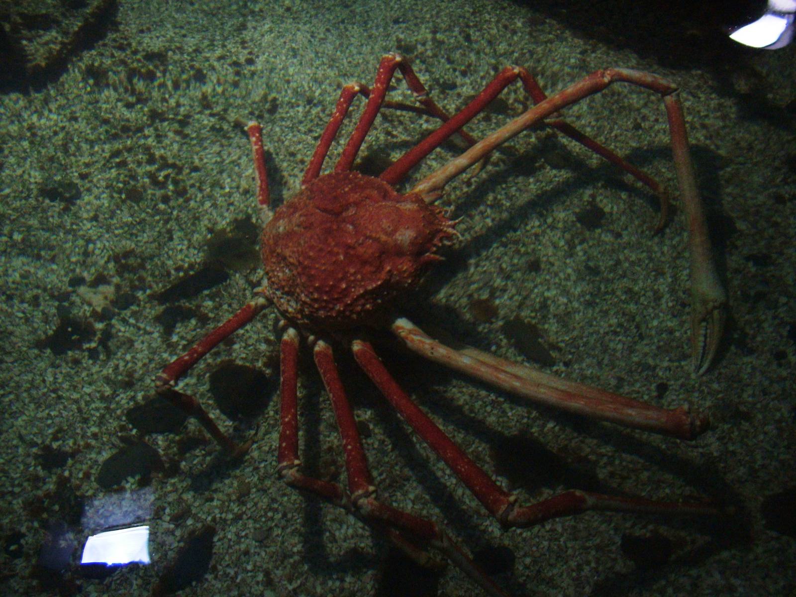 Crabzilla at SeaLife Birmingham 28/02/10