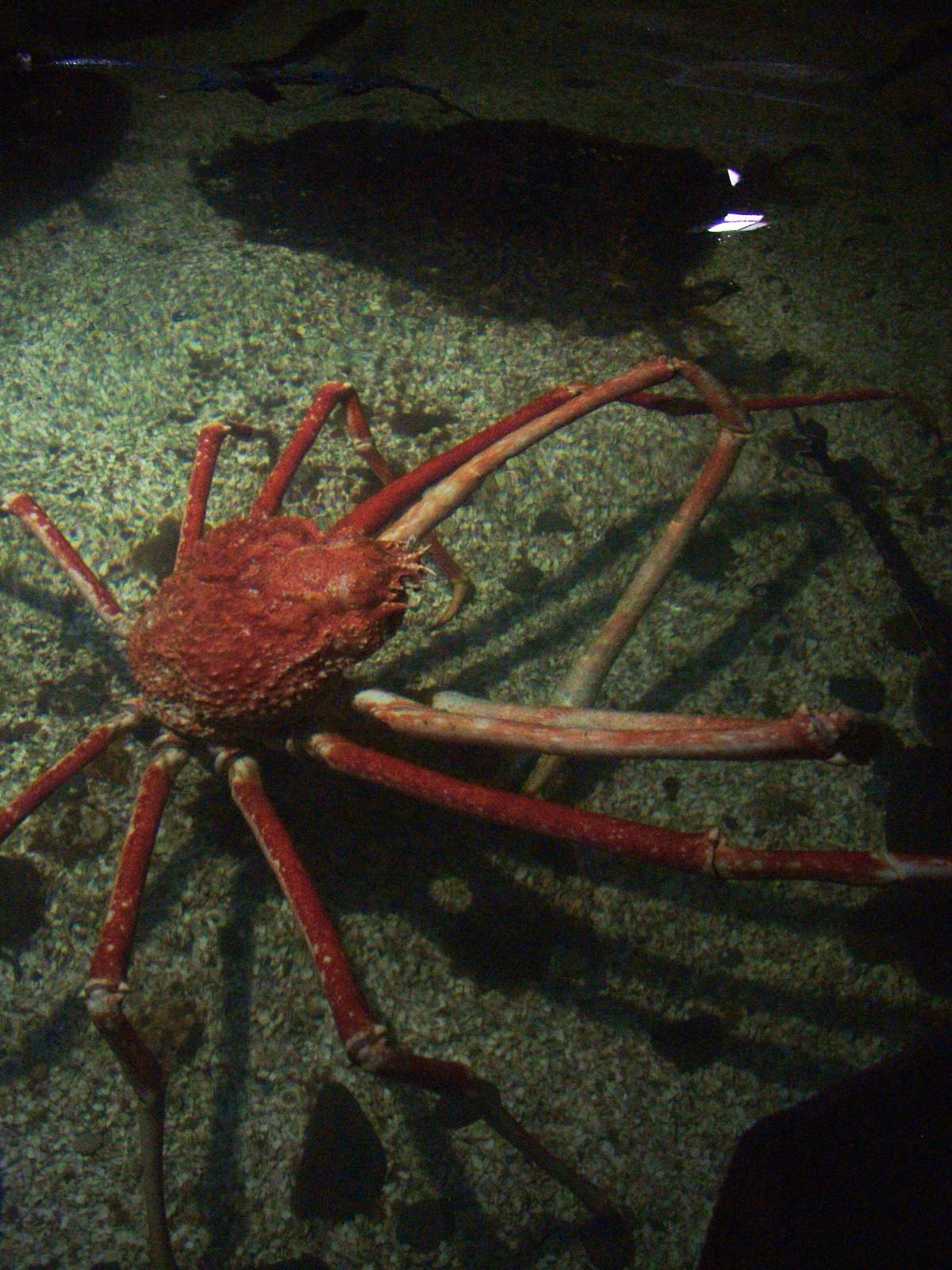 Crabzilla at SeaLife Birmingham 28/02/10