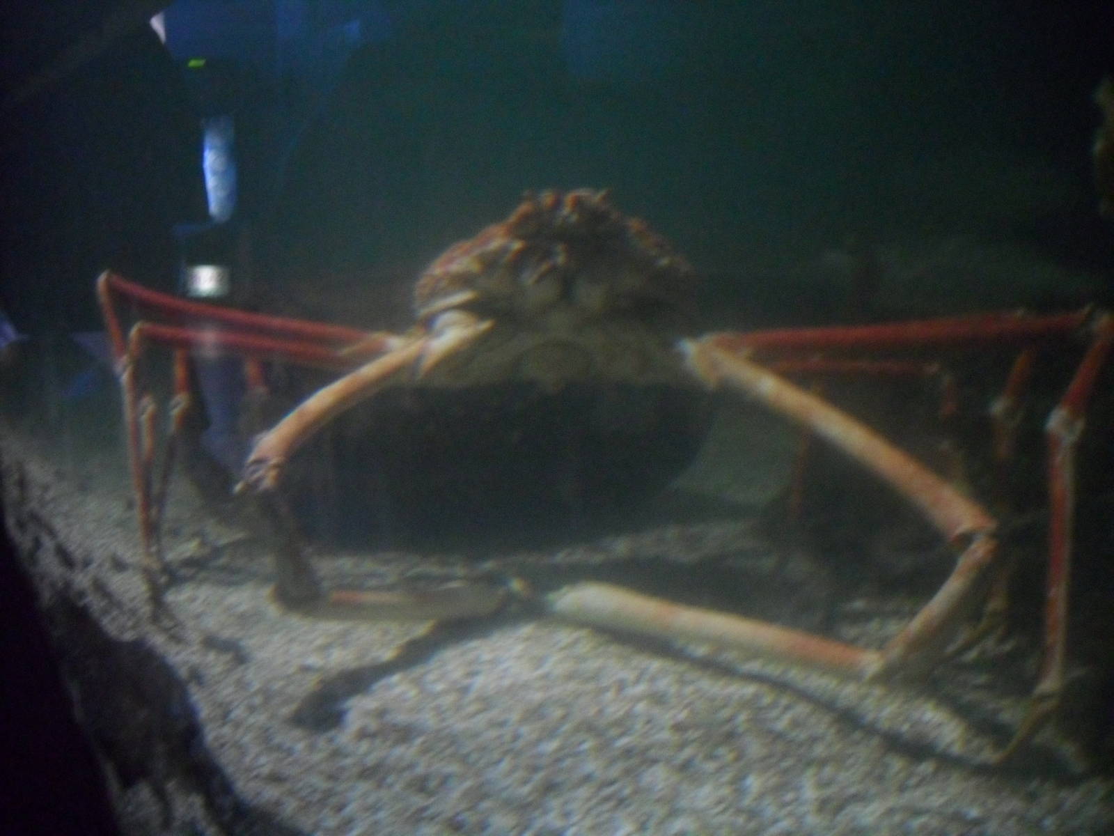 Crabzilla