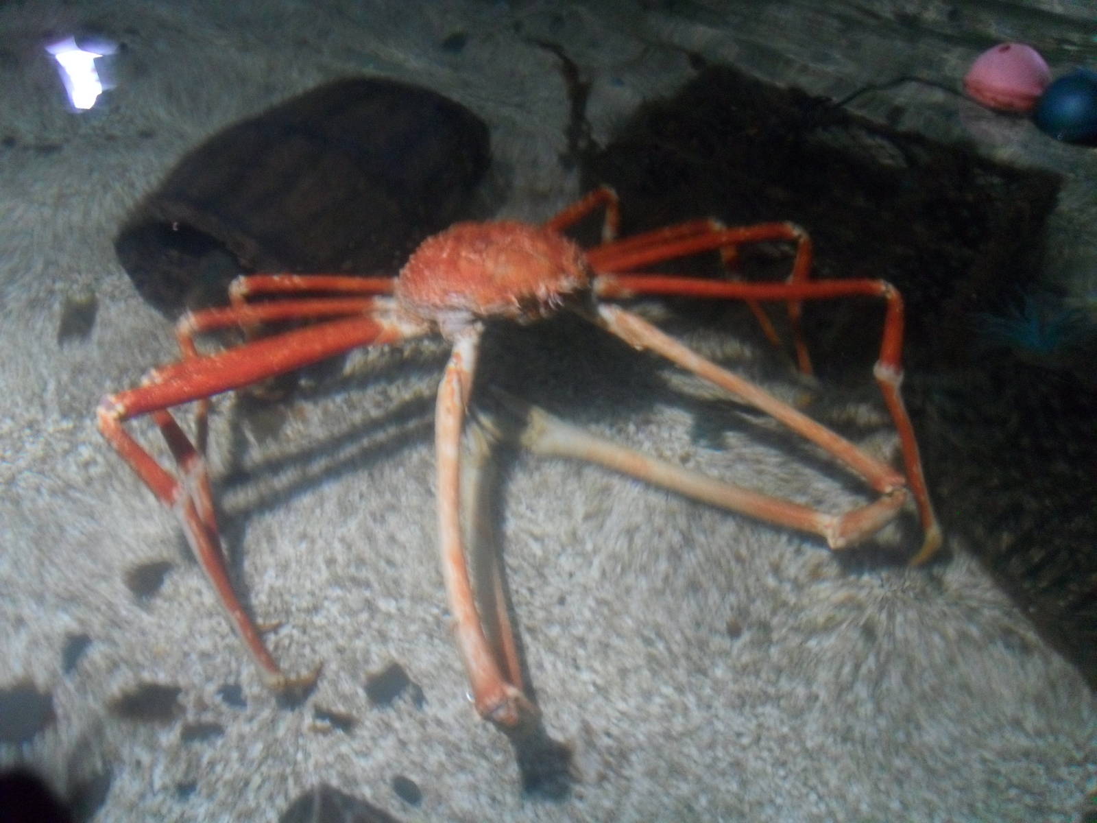 Crabzilla