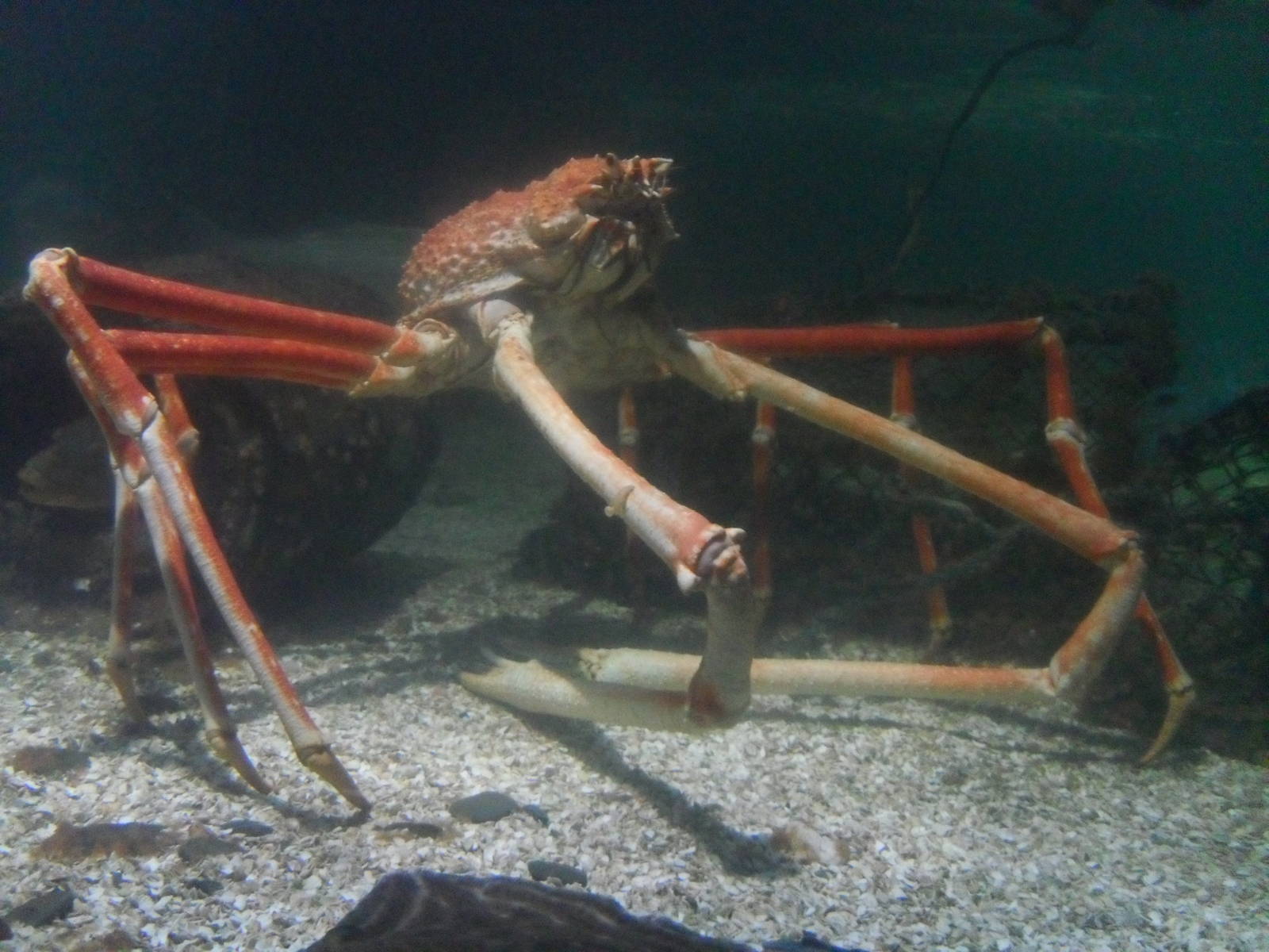 Crabzilla