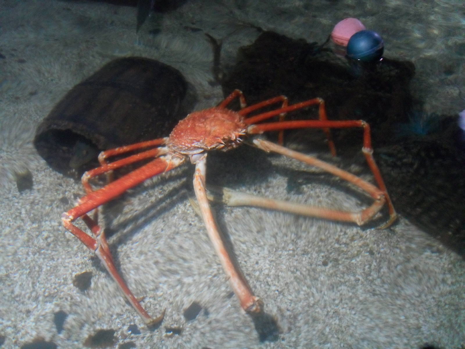 Crabzilla
