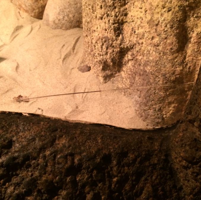 Crack in the milksnake terrarium