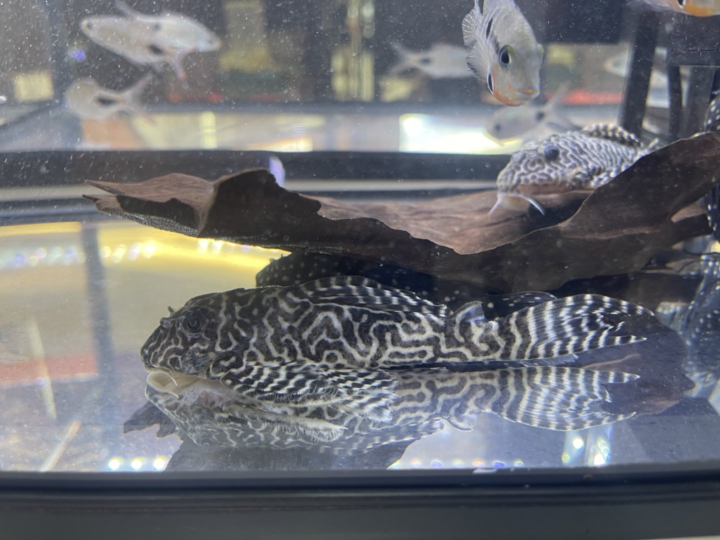 cracked zebra pleco (L236) (hypancistrus sp.)