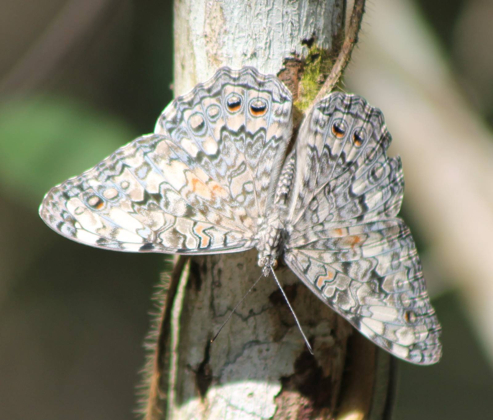 Cracker butterfly ( Hamadryas sp. )