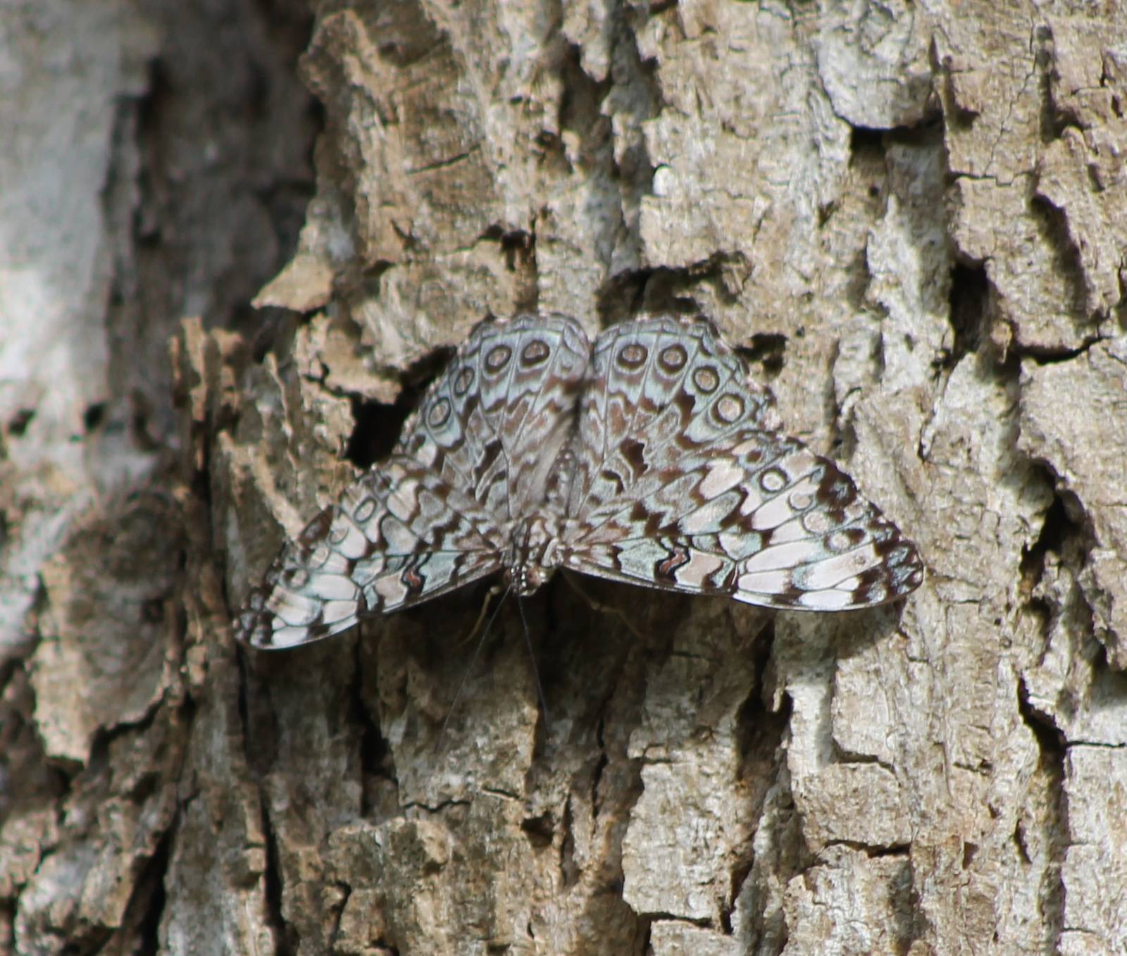 Cracker butterfly species