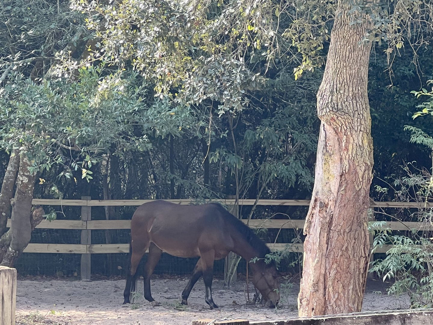 Cracker (?) Horse on the Farmstead