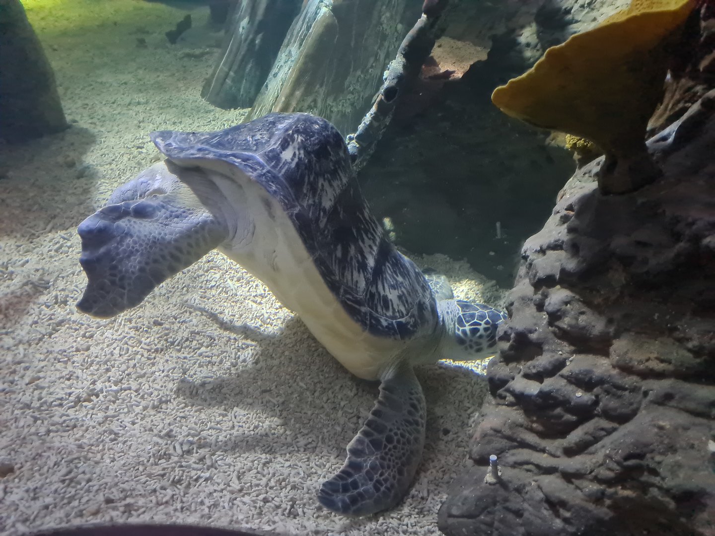 Cracker the sea turtle