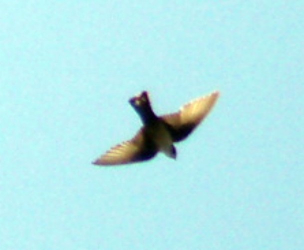 Crag Martin (Ptyonoprogne rupestris)