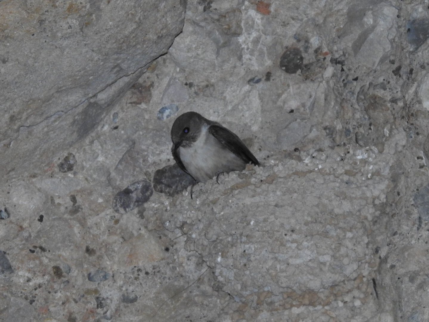 Crag Martin
