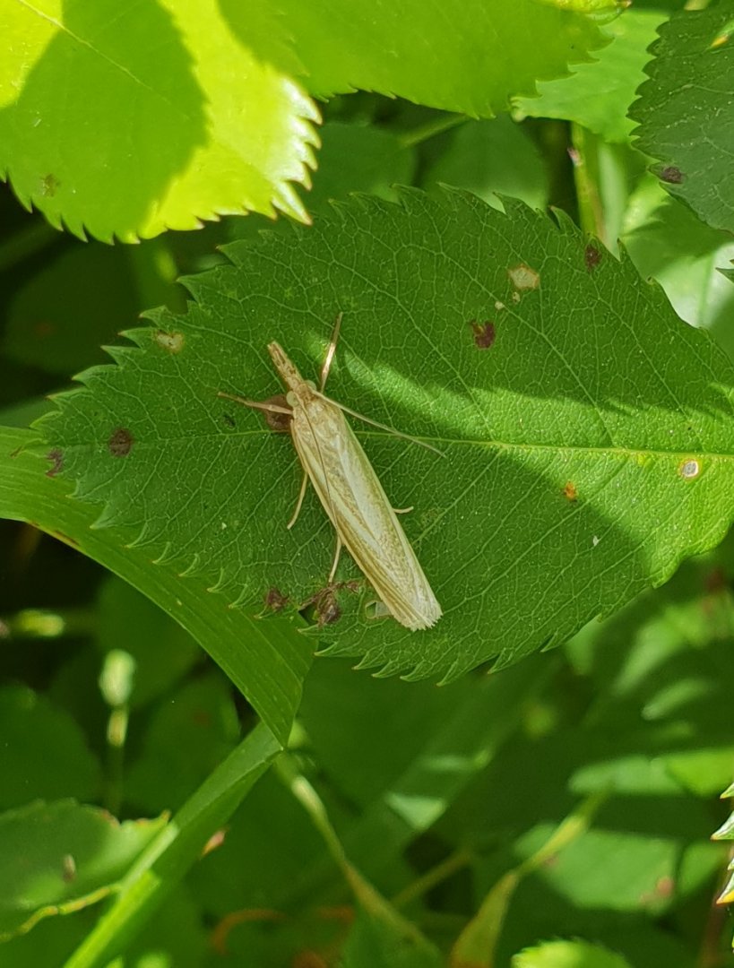Crambus perlella