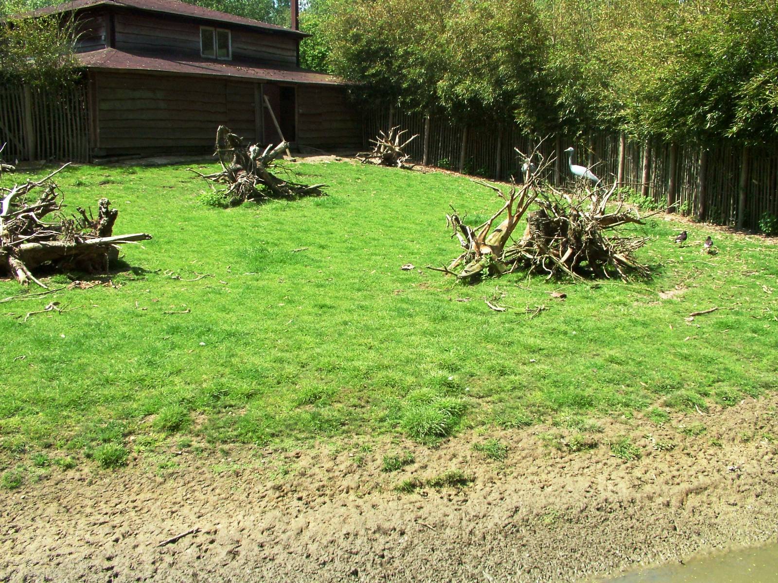 Crane and Oystercatcher Enclosure at Best, 02/06/12