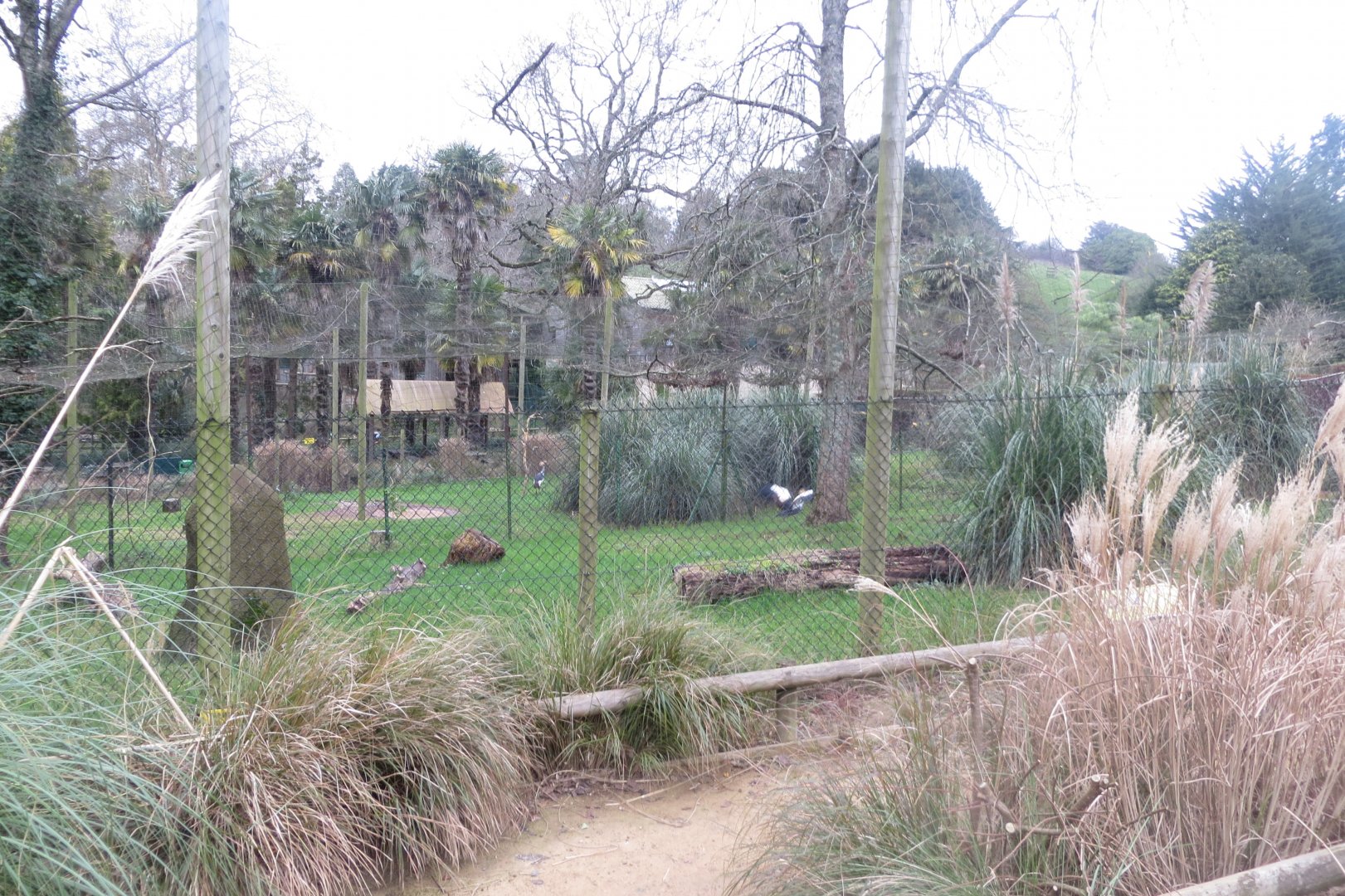 Crane and Secretary bird aviaries 050119