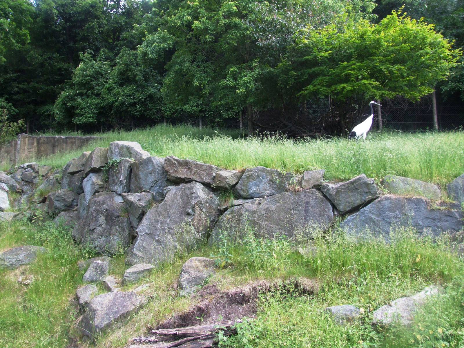Crane and Serow Enclosure at Vienna, 14/06/13