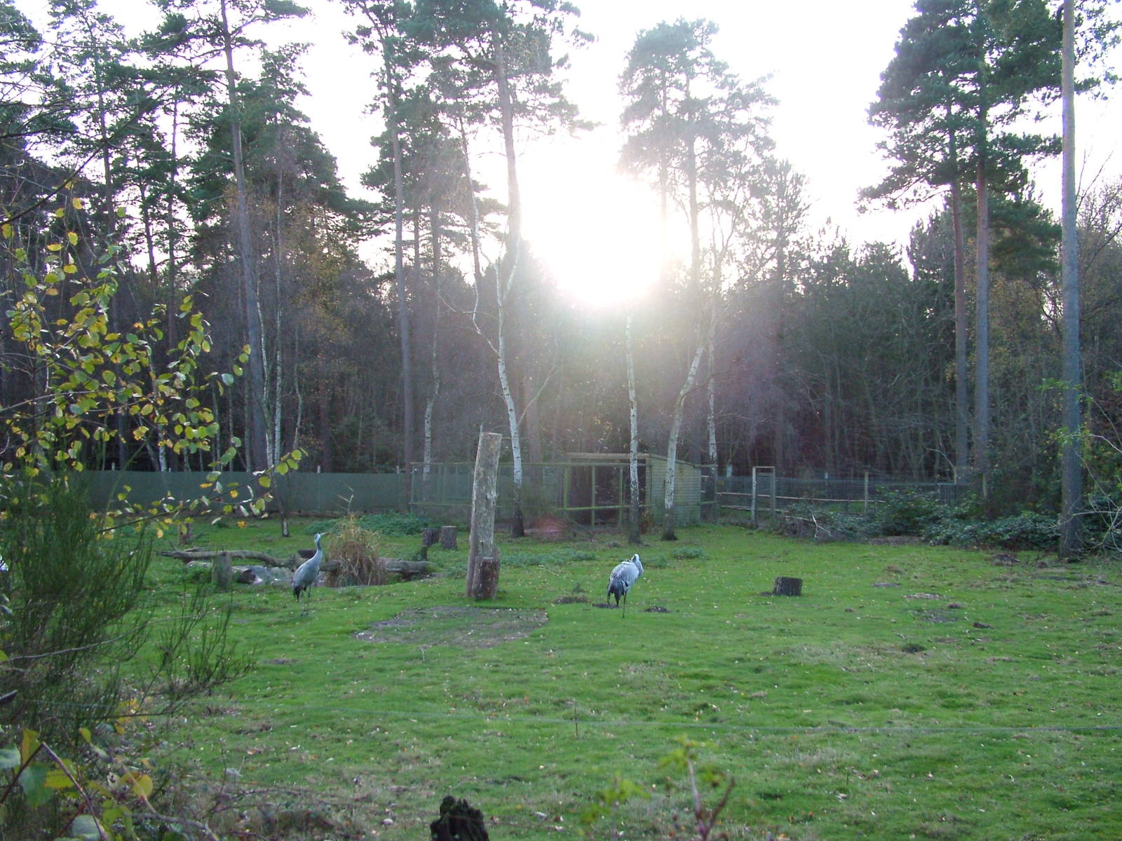 Crane and stork paddock at Wildwood 28/11/09