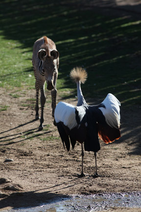 crane and zebra confrontation