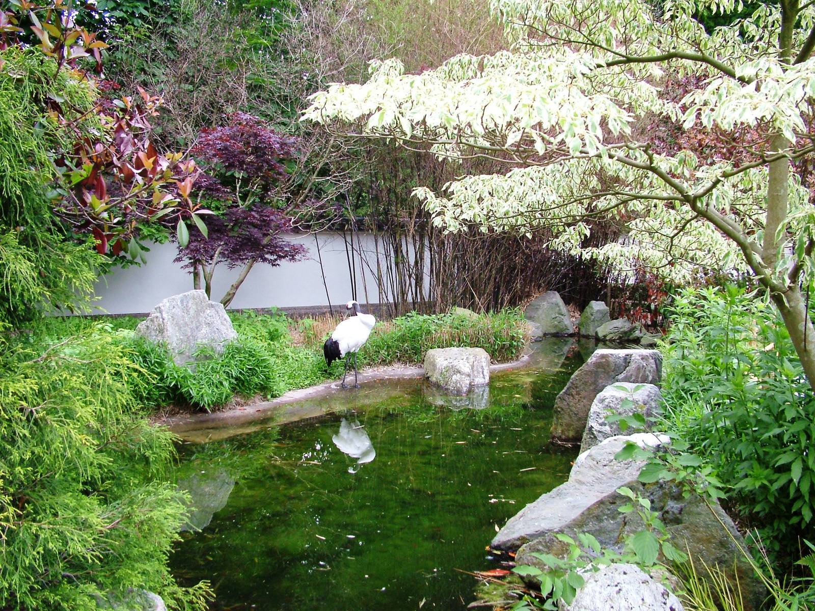 Crane Exhibit at Amersfoort, 01/06/12
