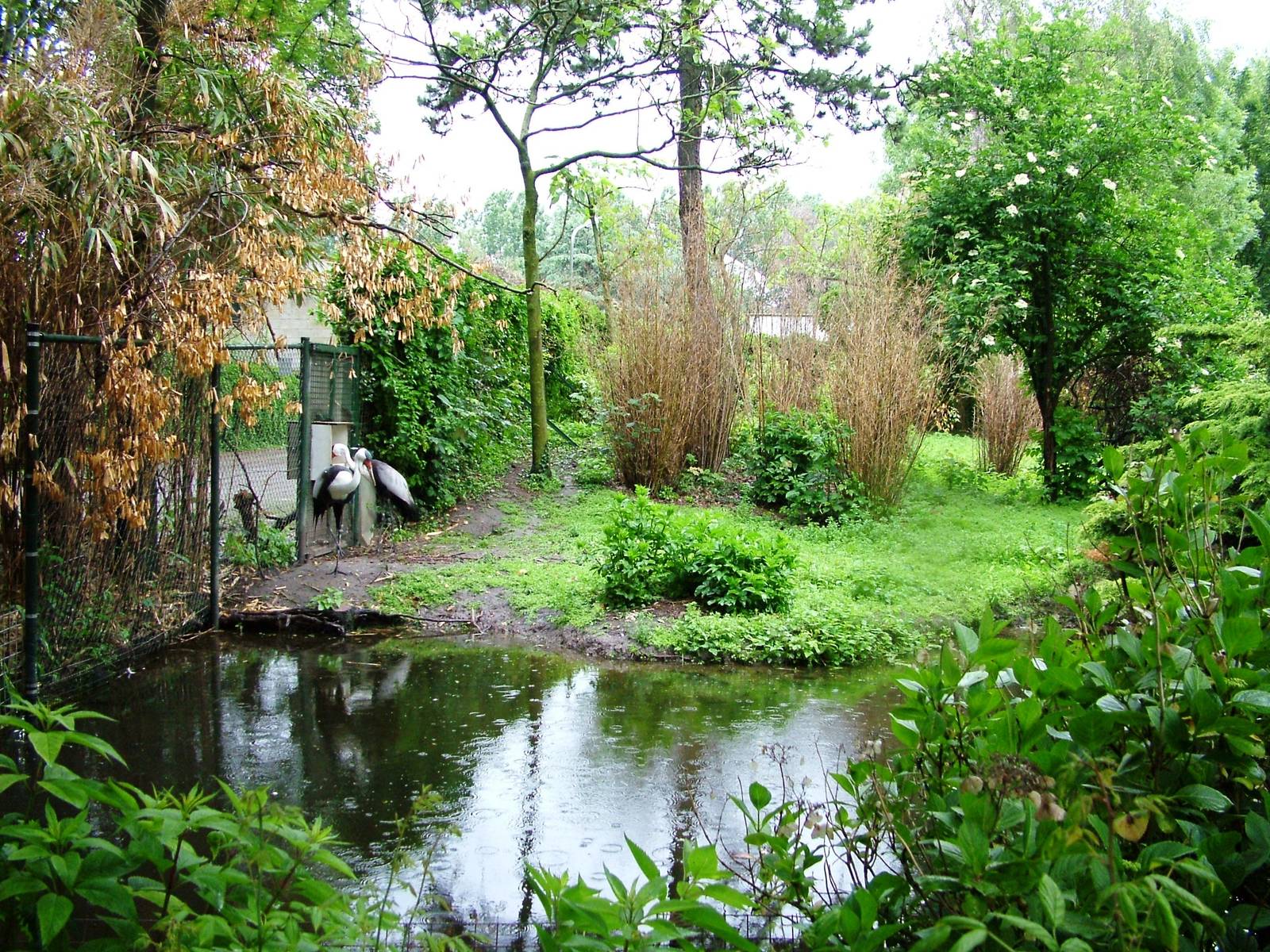 Crane Exhibit at Avifauna, 04/06/12