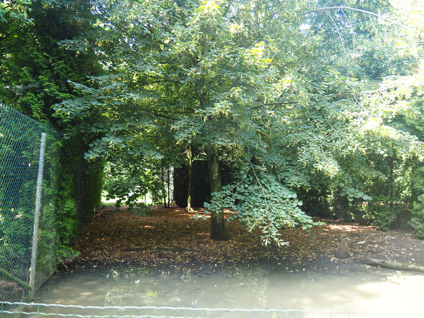 Crane exhibit (Species not remembered), 2019-08-04