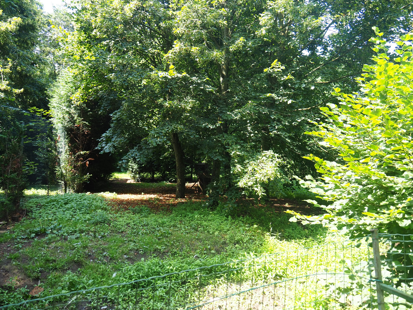 Crane exhibit (Species not remembered), 2019-08-04