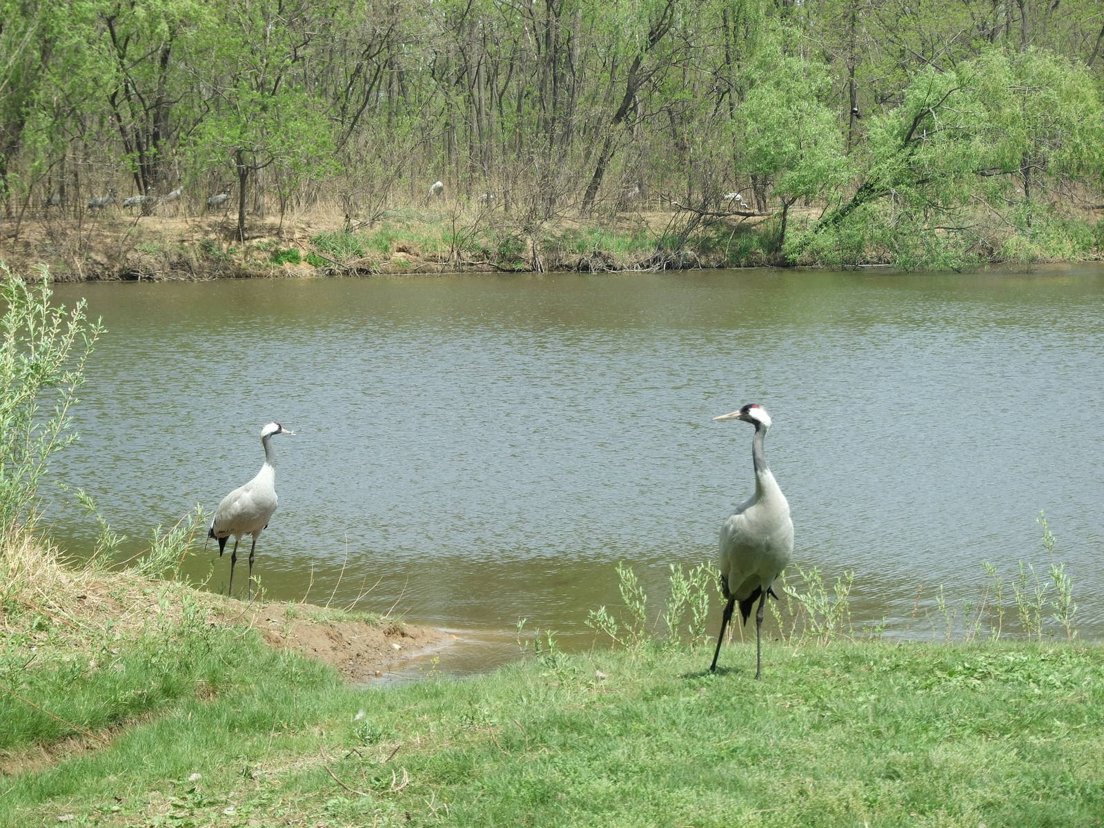 Crane exhibit
