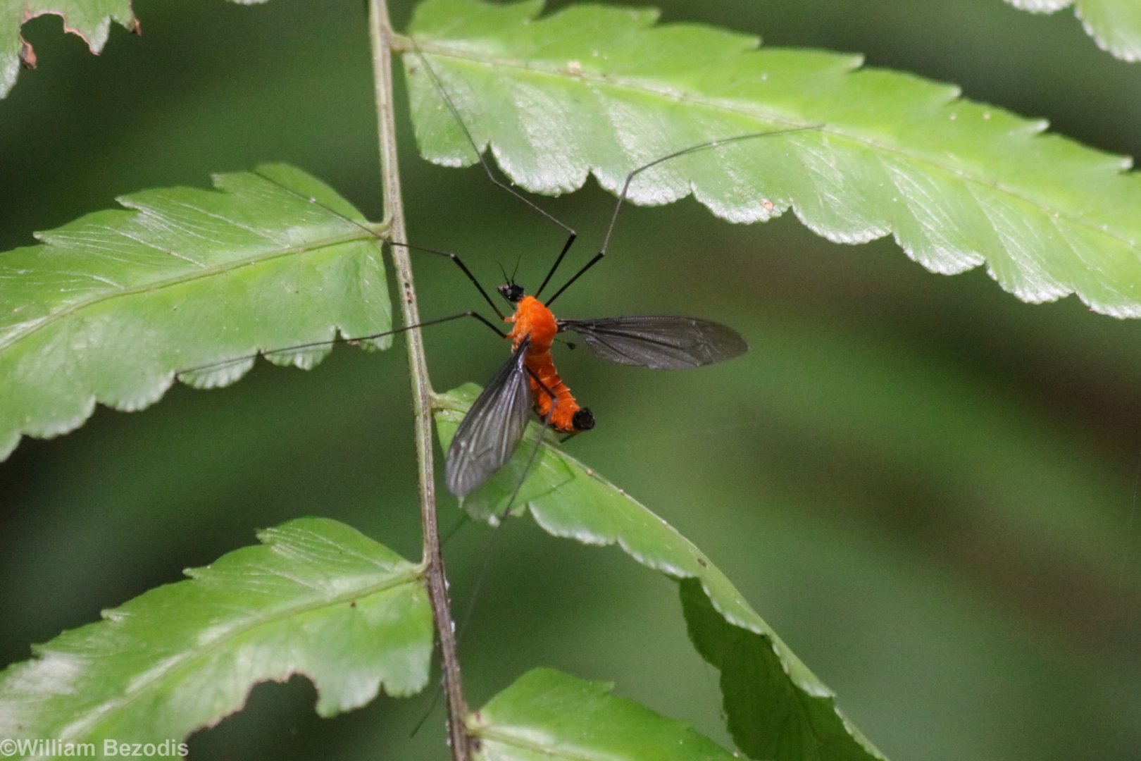 Crane Fly - Khao Yai National Park