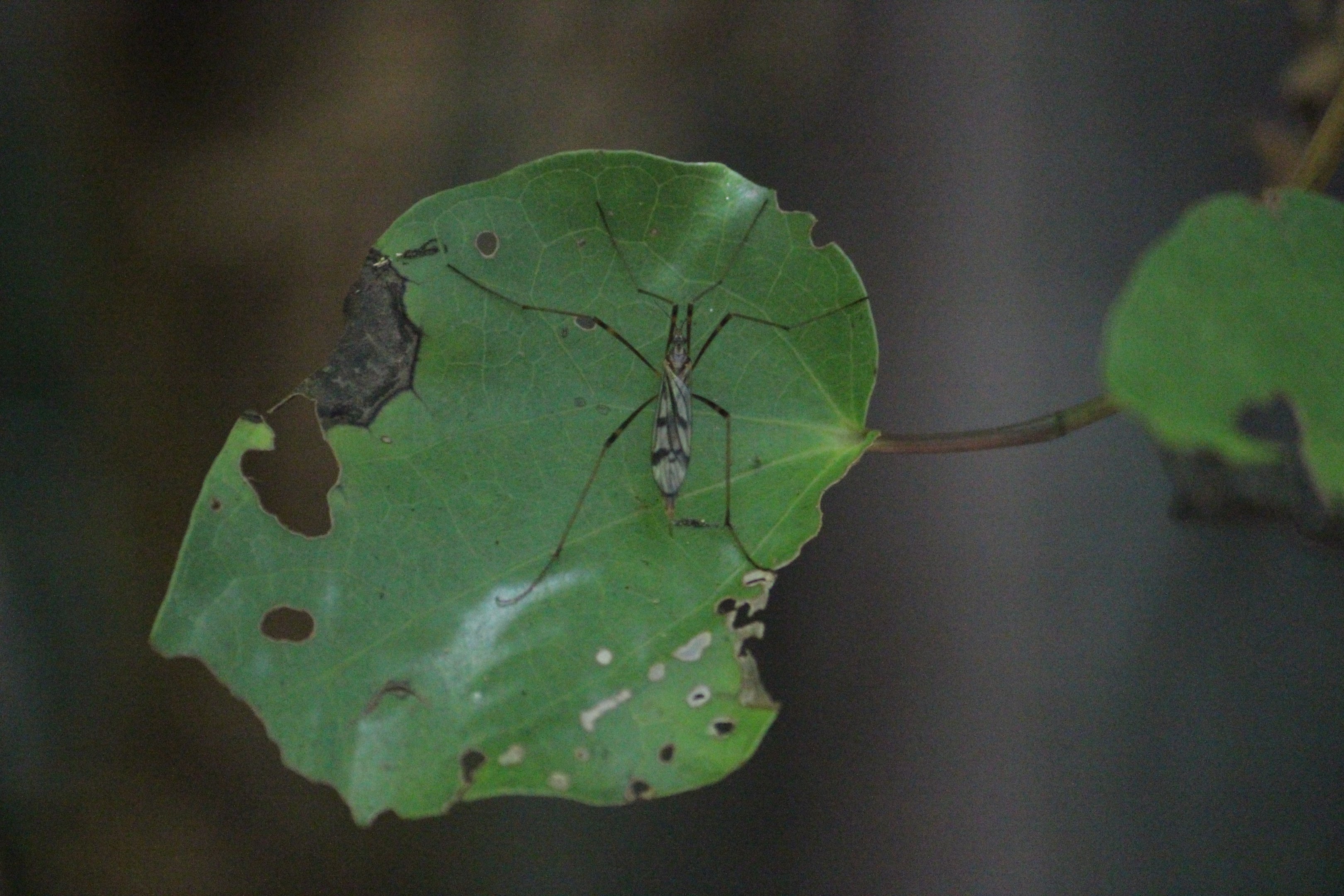Crane Fly, Ōtari-Wilton's Bush