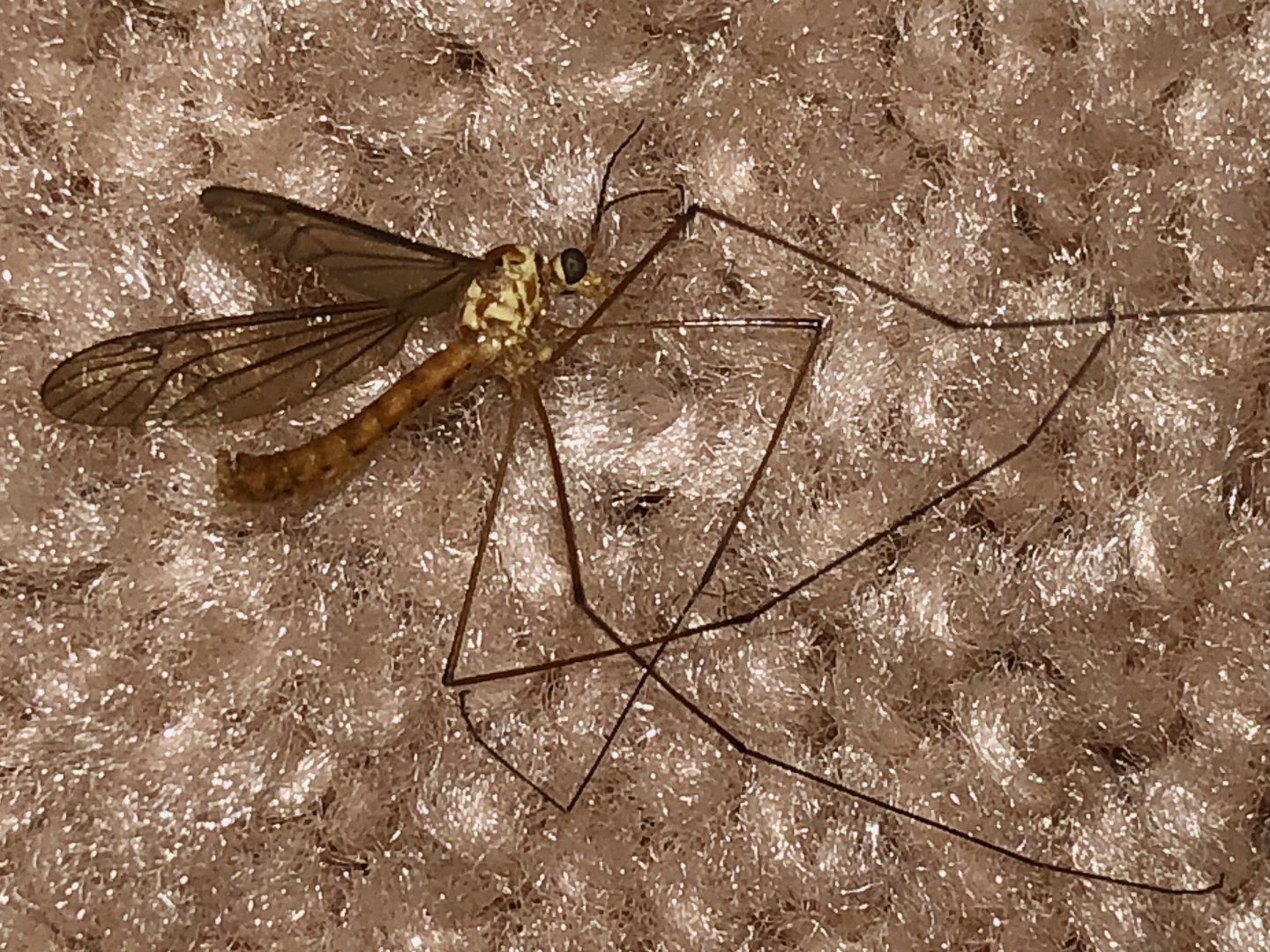 Crane Fly