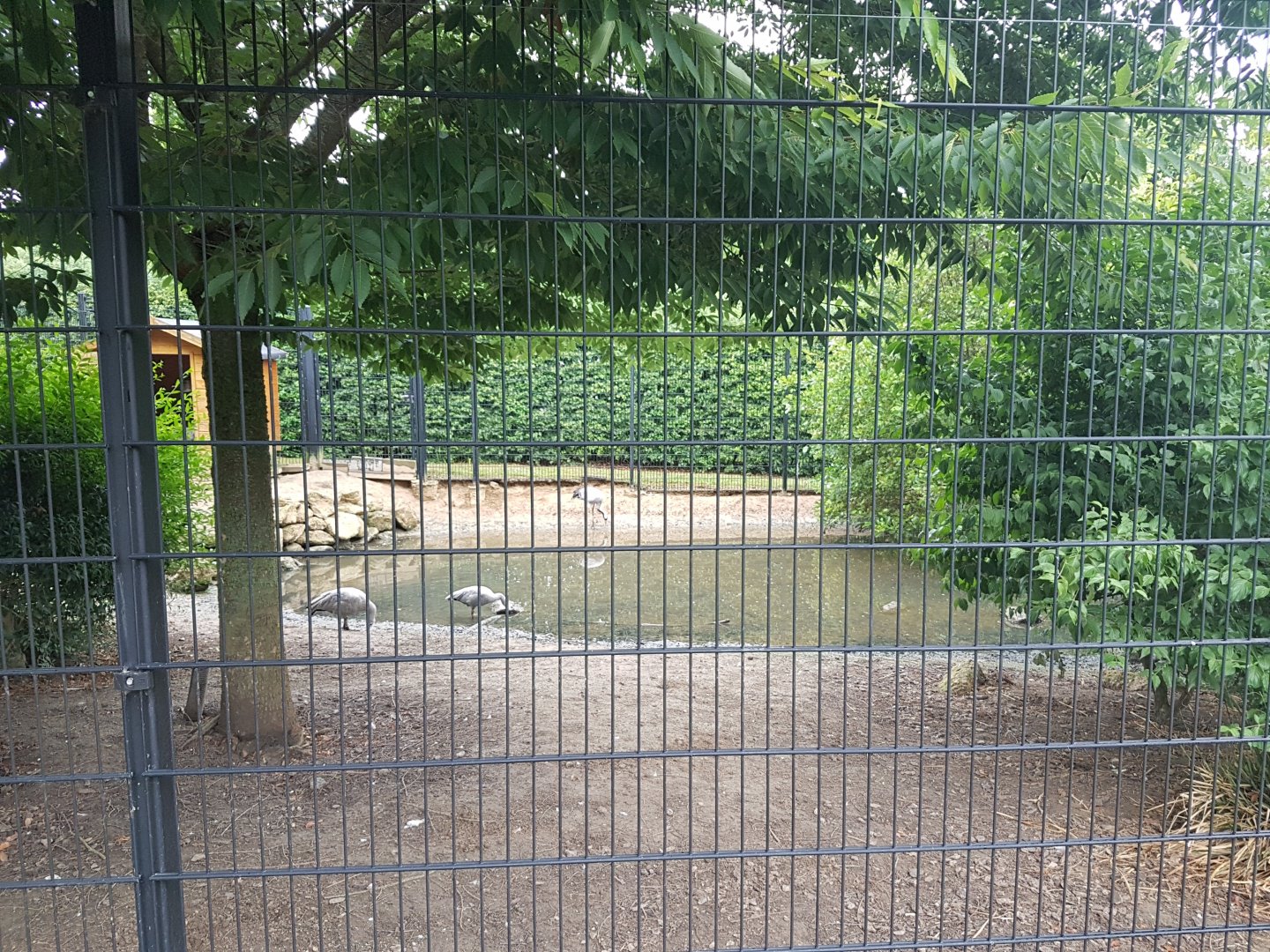 Crane - Goose enclosure