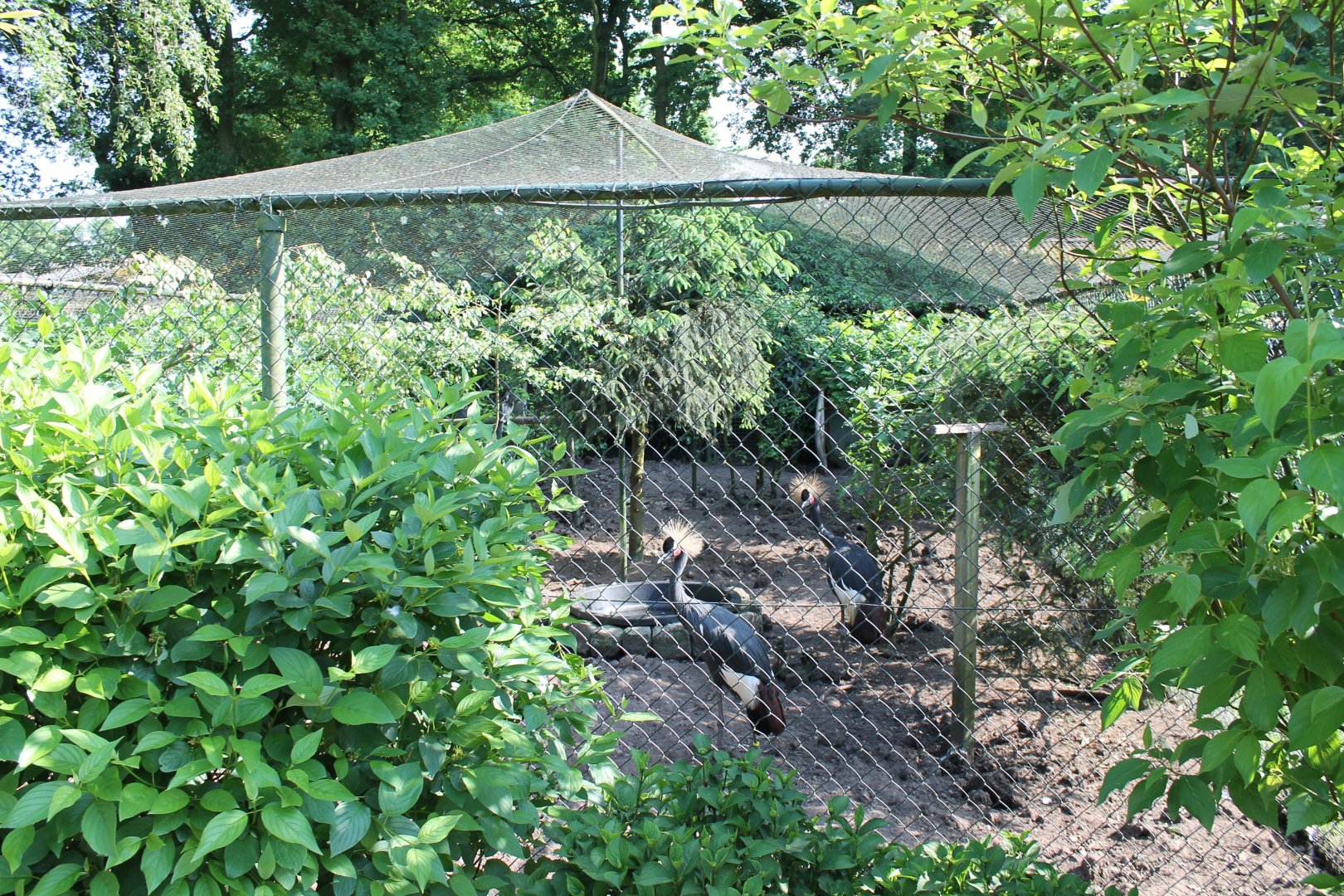 Crane, Guineafowl and Hornbill enclosure