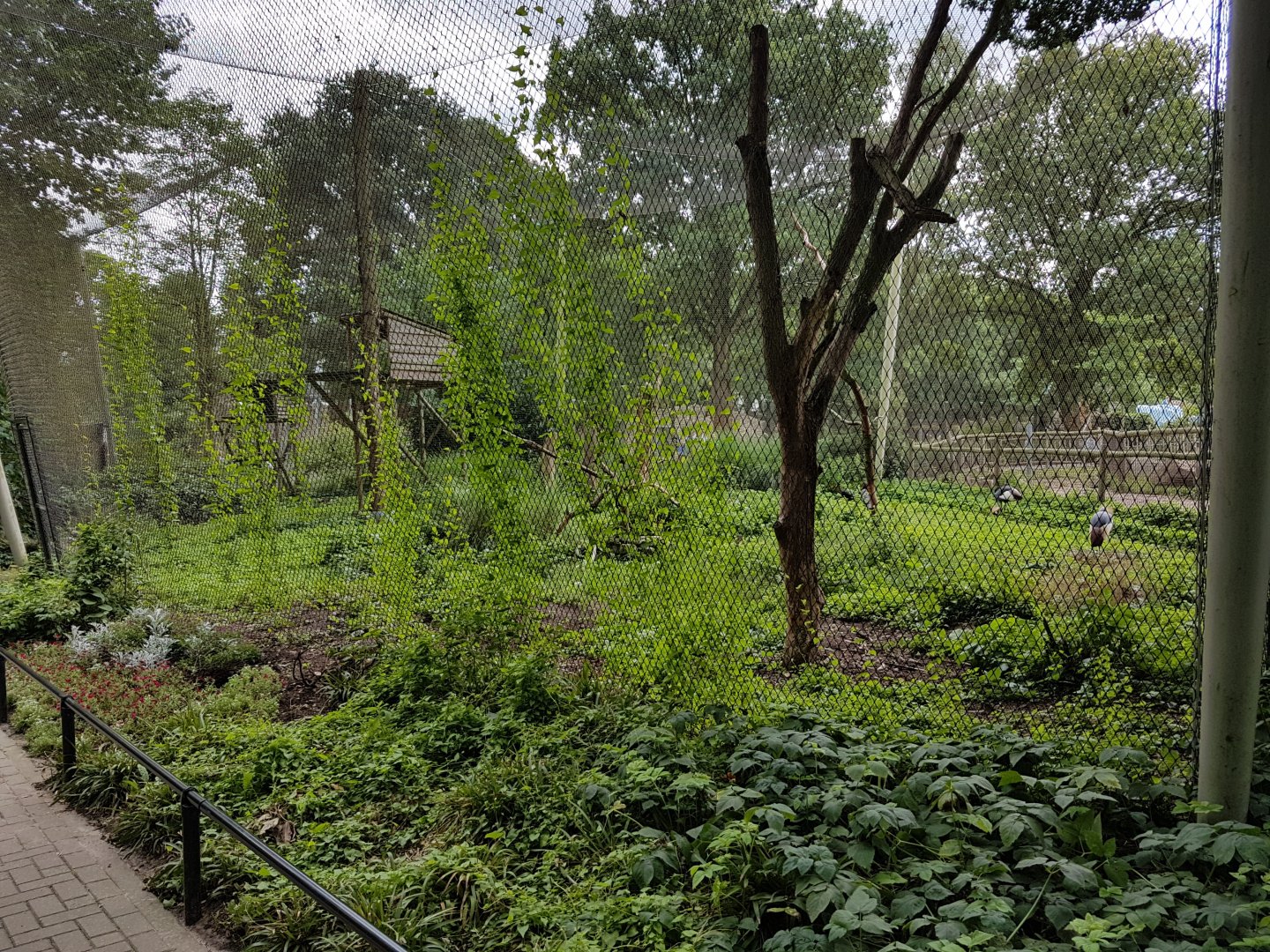 Crane - Guineafowl-aviary