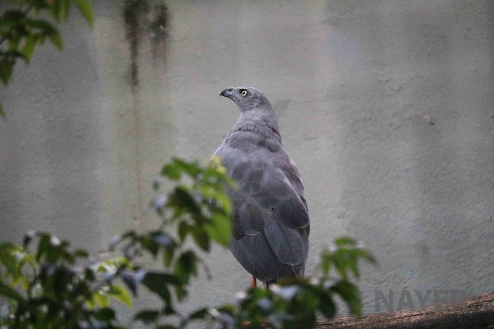 Crane hawk, April 2016