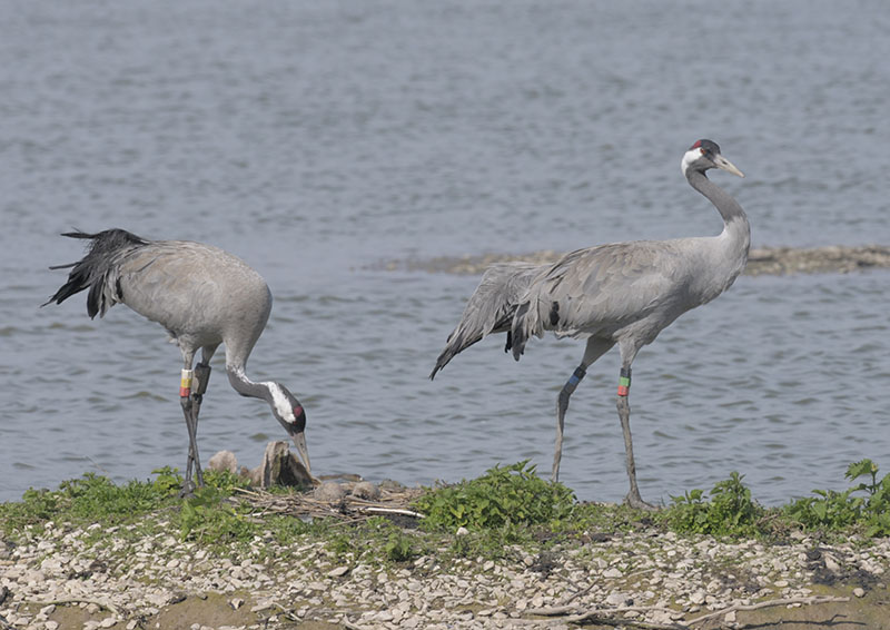 Crane incubation handover