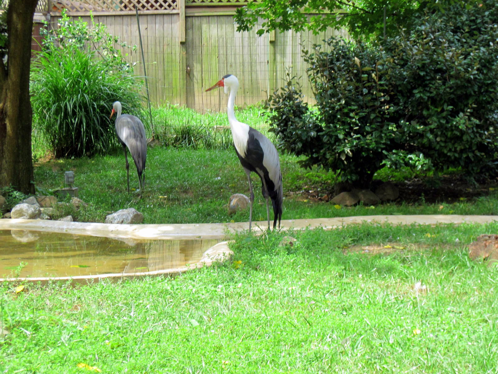 Crane Line-Wattled Crane