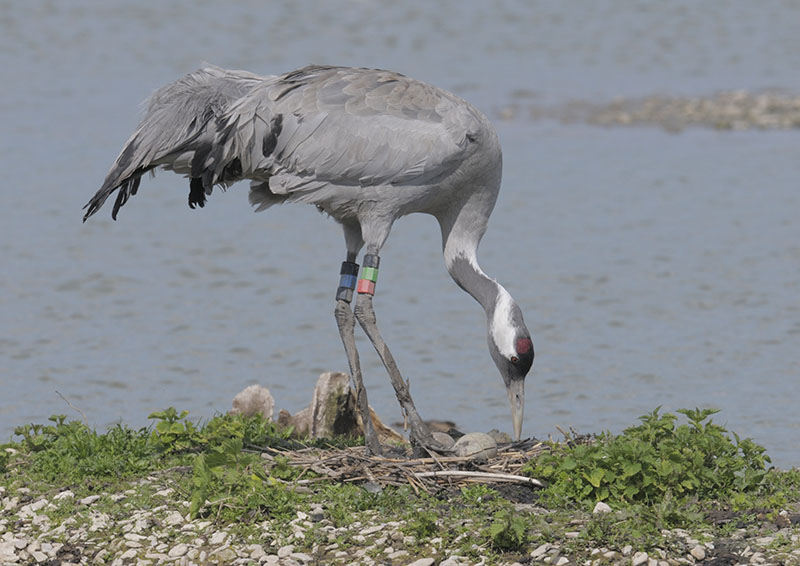 Crane on nest
