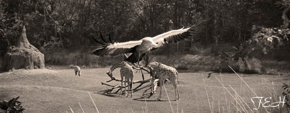 crane over savanna (version 2)