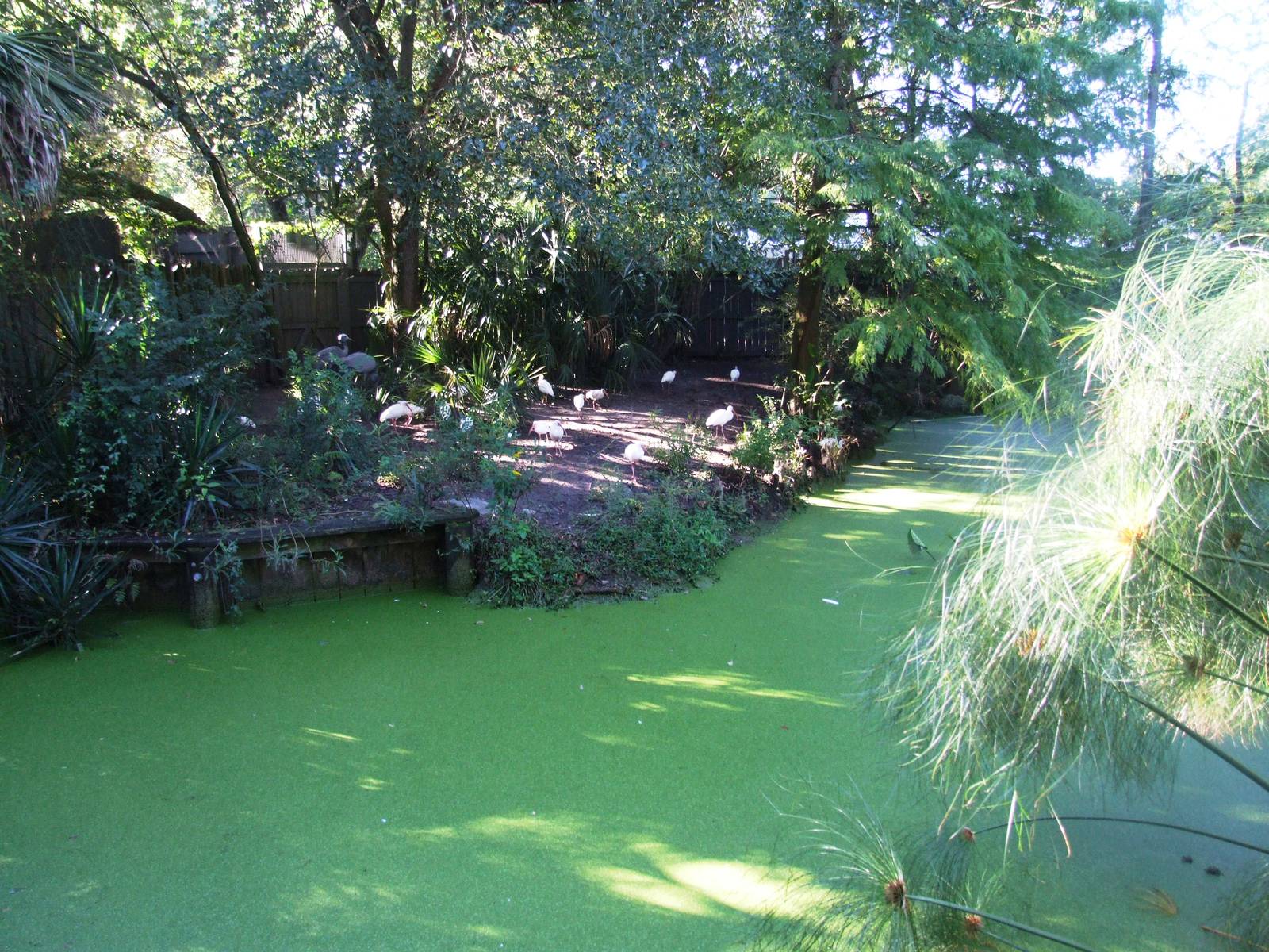 Crane Paddock at Jacksonville, 10/10/13