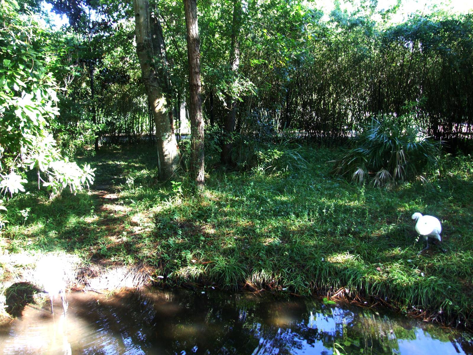Crane Paddock at Jacksonville, 10/10/13
