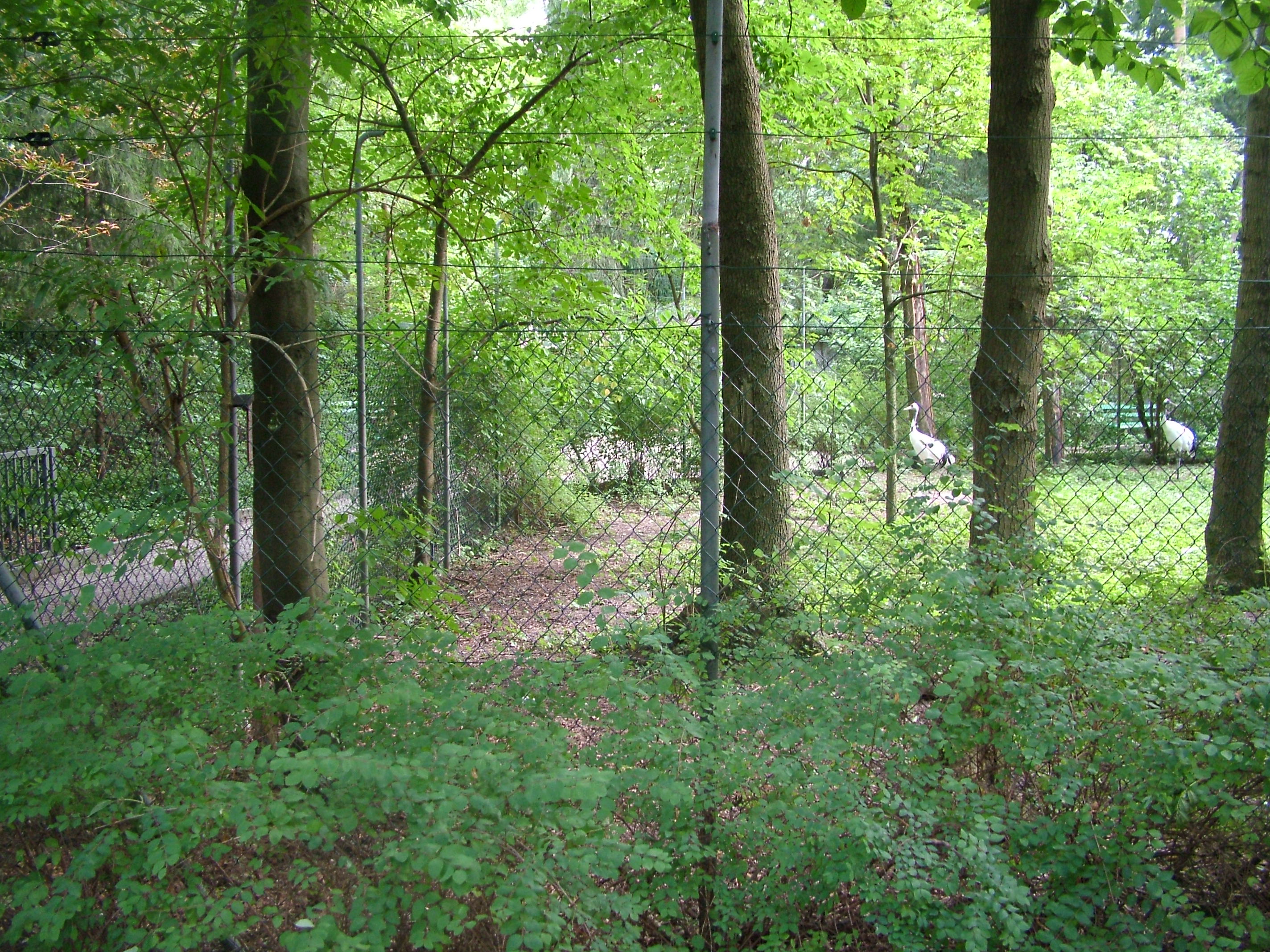 Crane Paddock at Vogelpark Erlenwald, 3rd Sept 2010