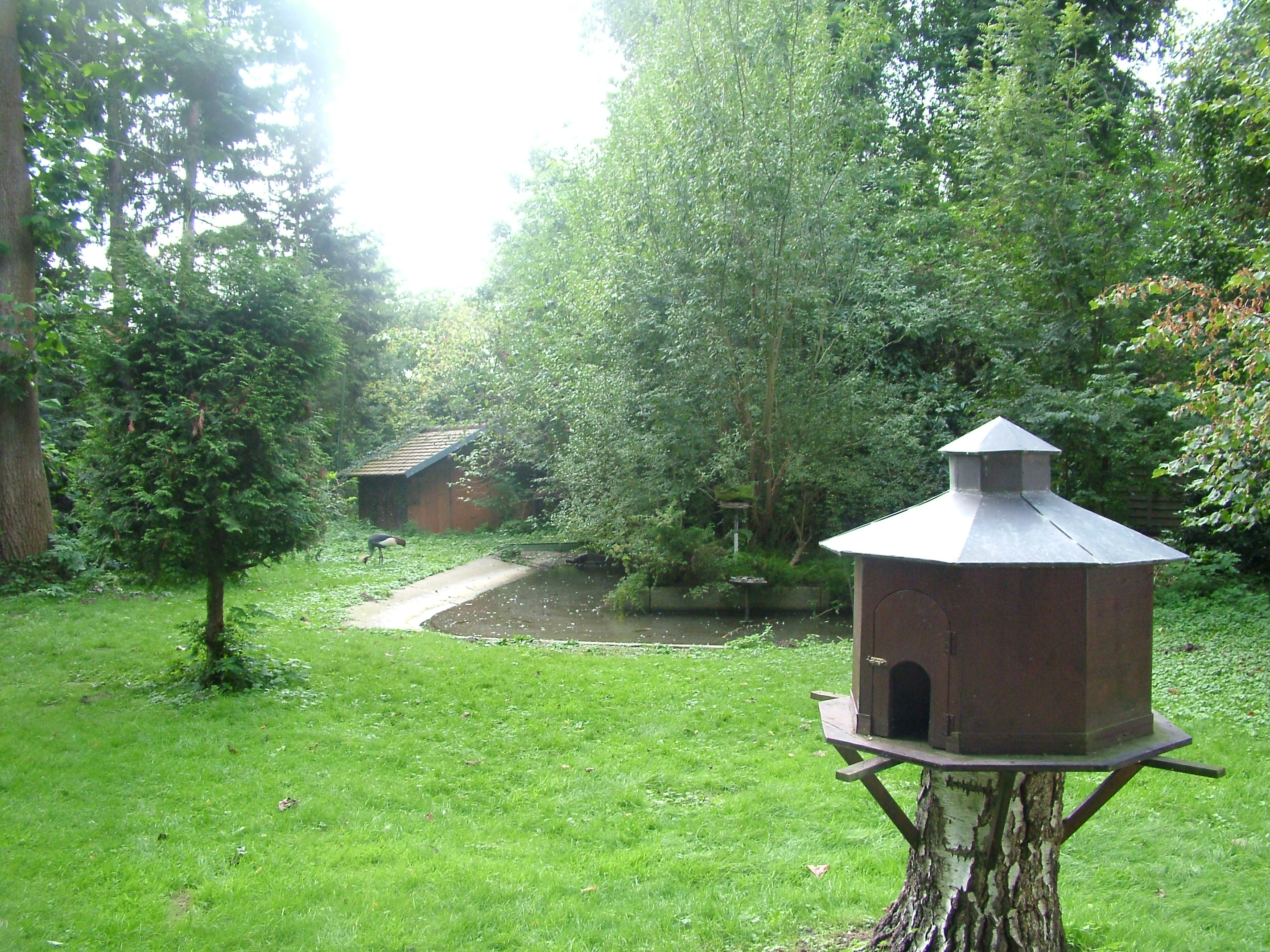 Crane Paddock at Vogelpark Erlenwald, 3rd Sept 2010