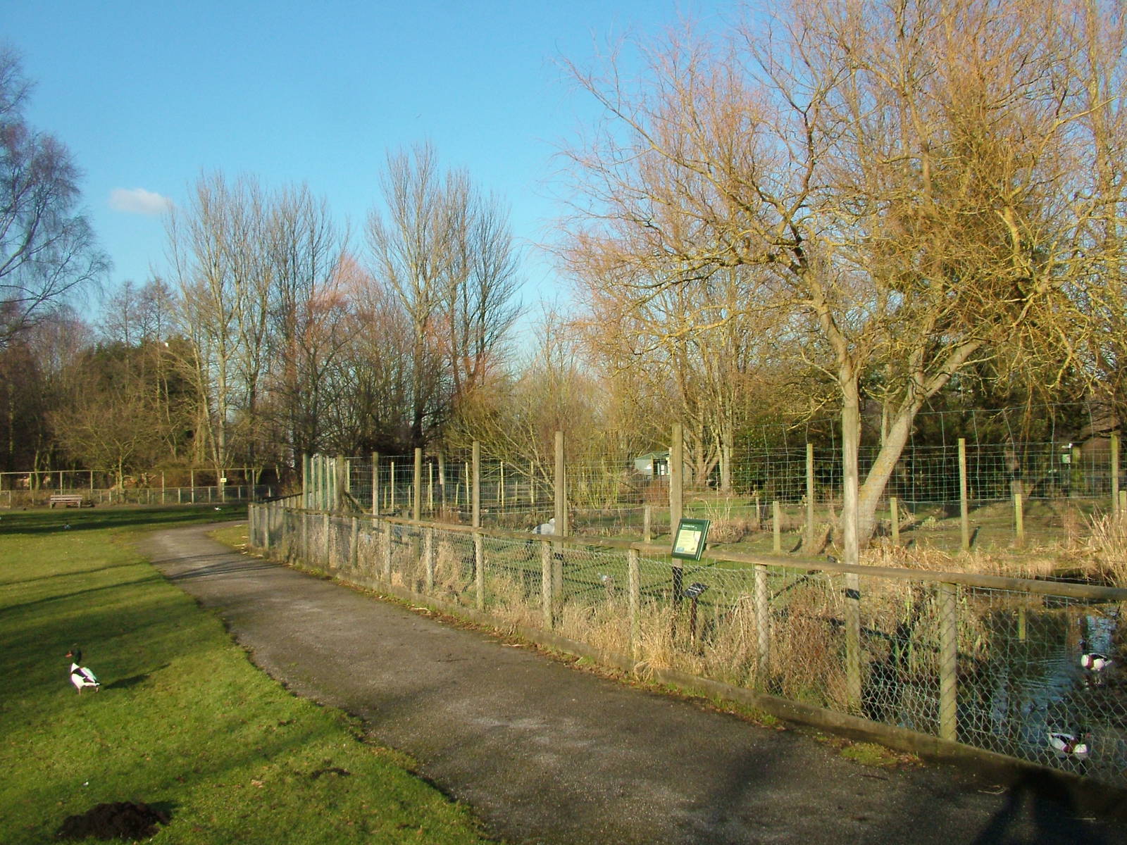 Crane Pens at Martin Mere, 28/01/11