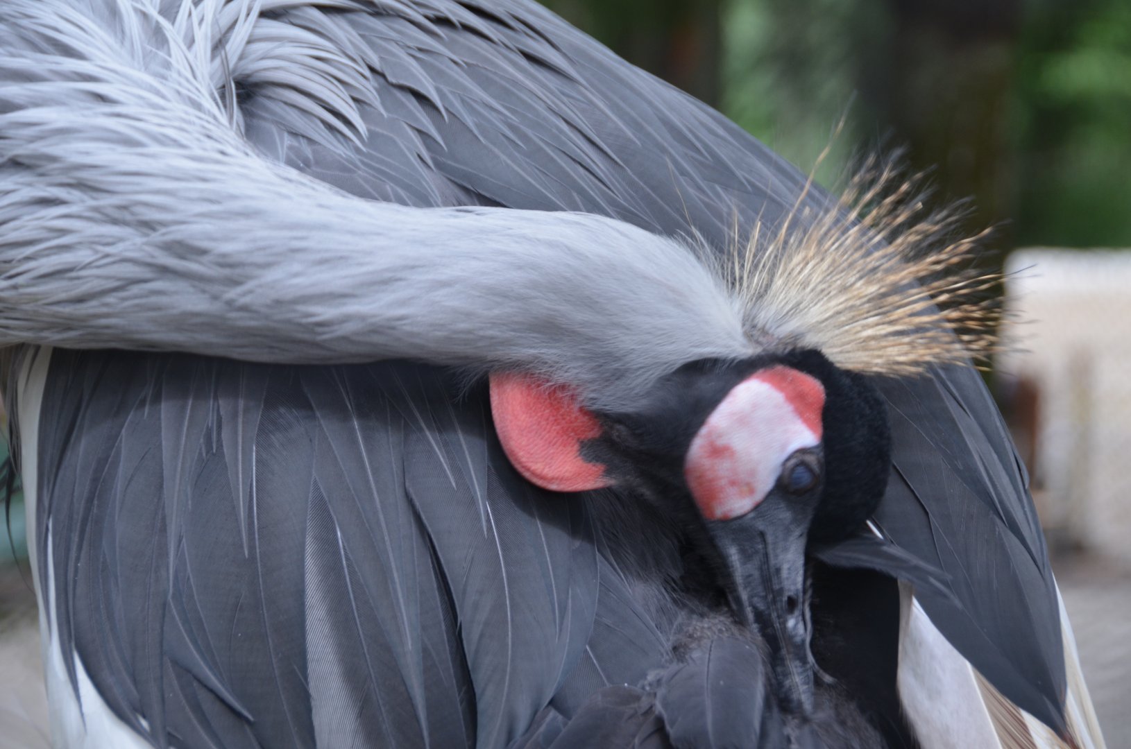 Crane, Possibly African, Possibly Crowned