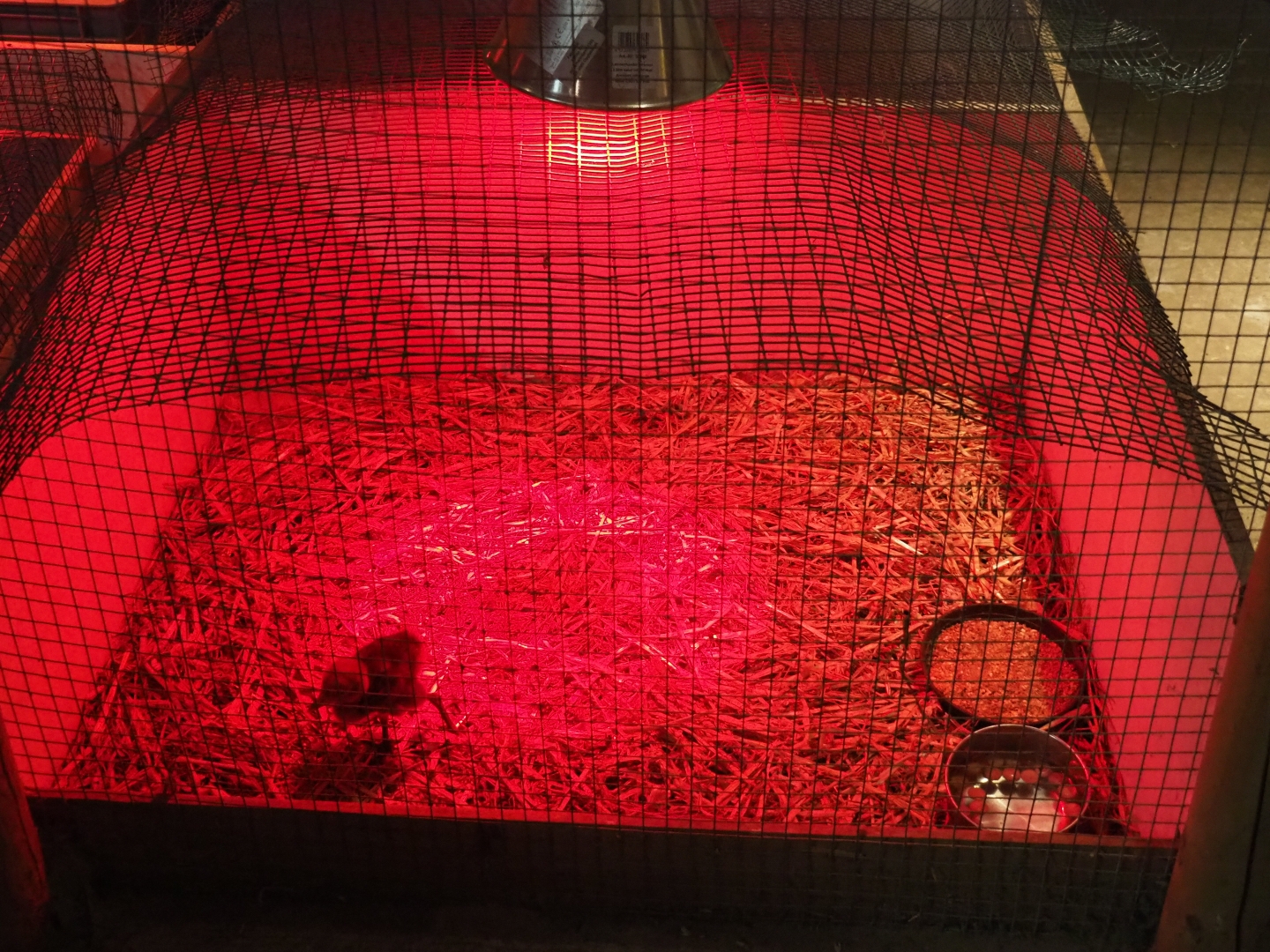 Crane raising cage (Aug 28th, 2018)