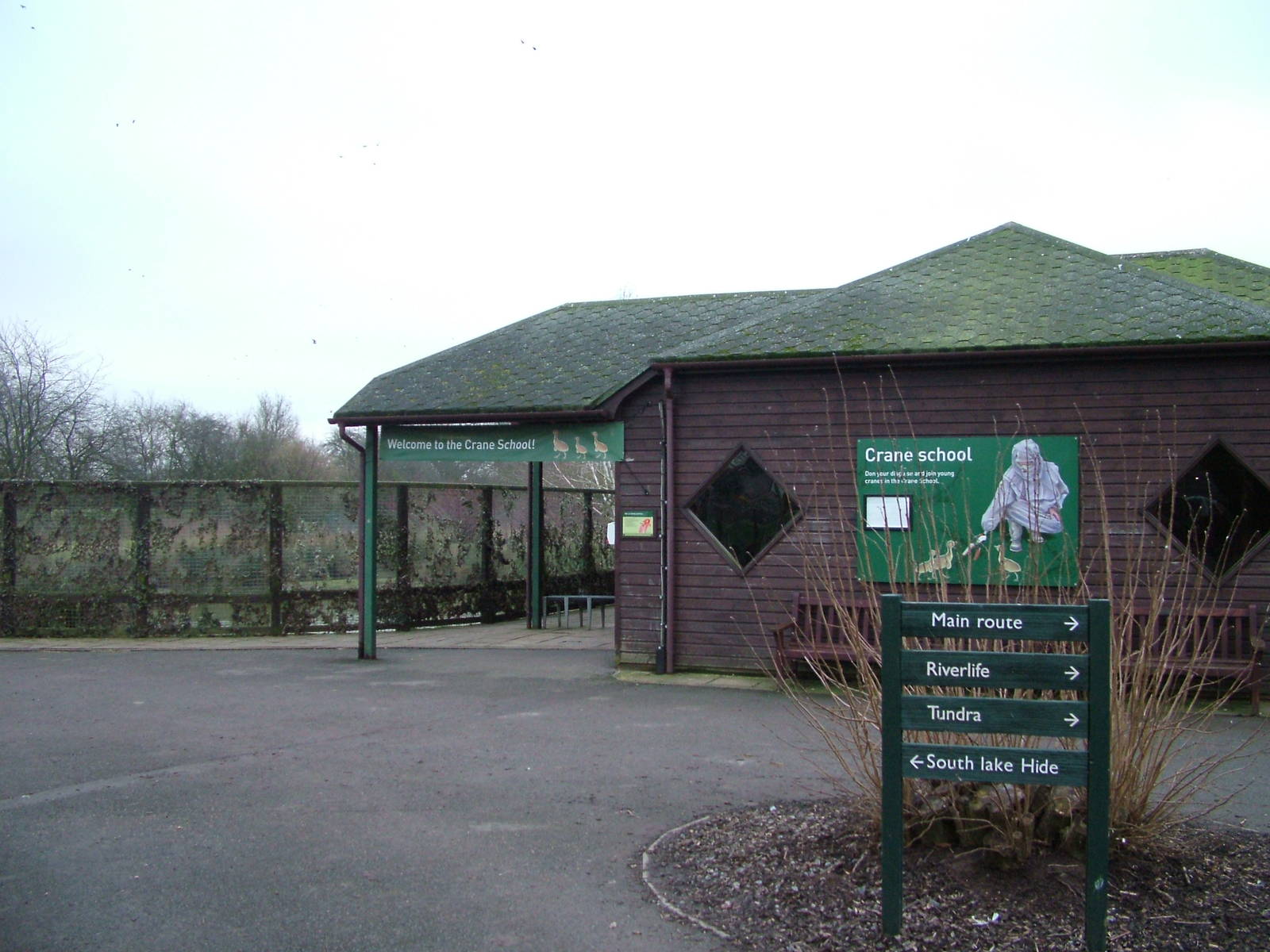Crane School at Slimbridge 06/02/10