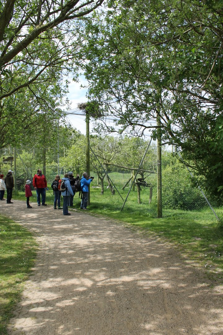 Crane - Vulture Aviary