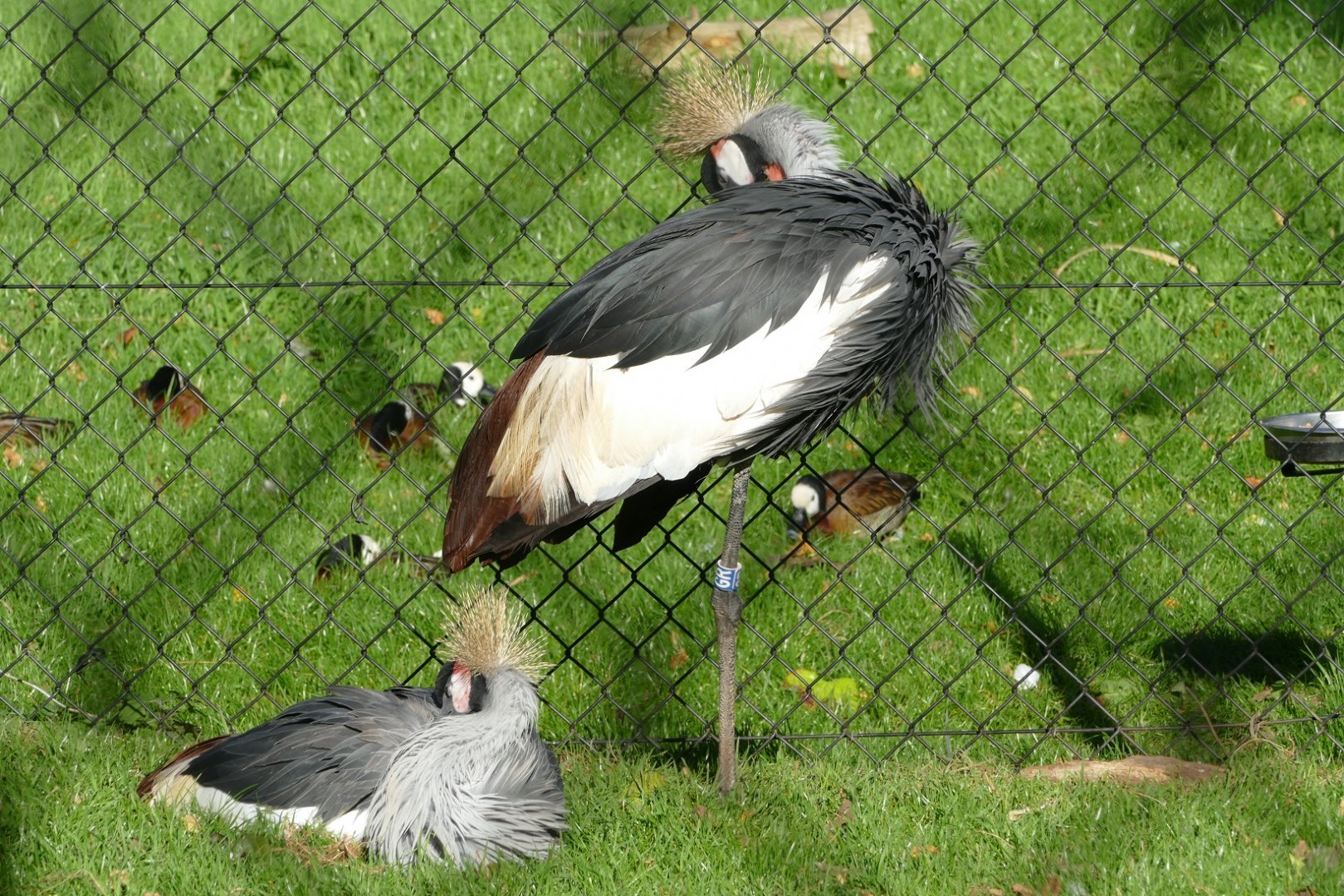 Cranes and ducks, October 2020